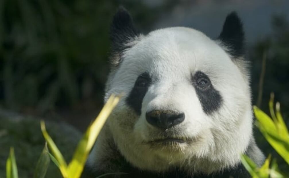 El riesgo que podrían enfrentar los osos panda por la austeridad de AMLO y Xin Xin en Chapultepec  