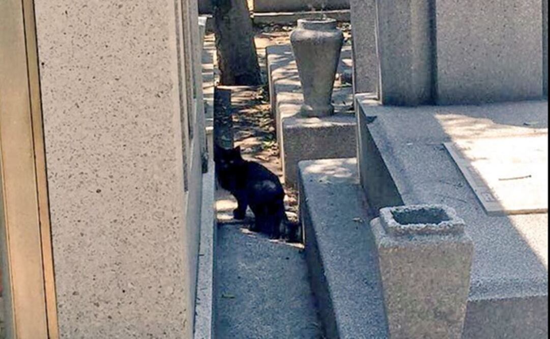 Preocupa maltrato a gatos en Panteón de Dolores