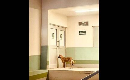 Después de ayudar a encontrar a su amo, "El Palomo” lo espera afuera del IMSS en Cumpas, Sonora