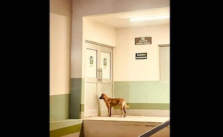 Después de ayudar a encontrar a su amo, "El Palomo” lo espera afuera del IMSS en Cumpas, Sonora