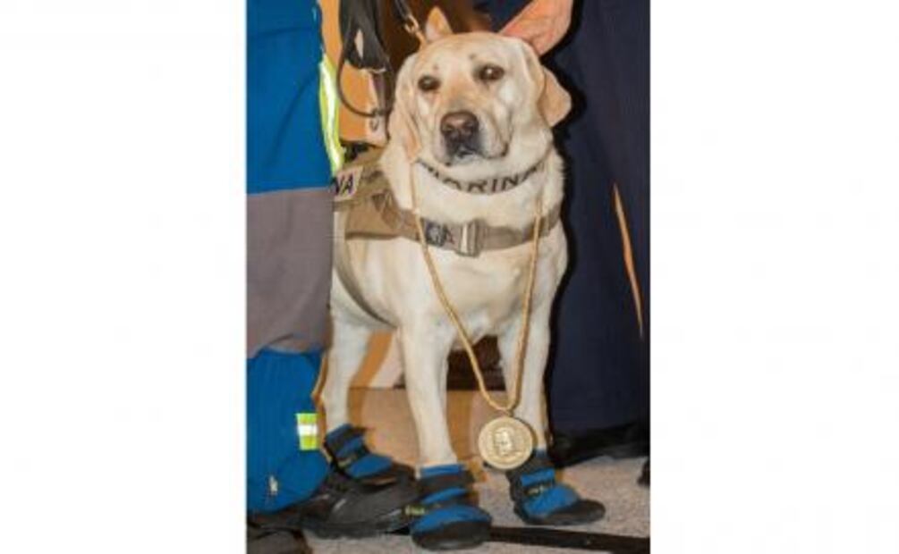 Galardonan a "Frida" por su labor tras sismo del 19-S