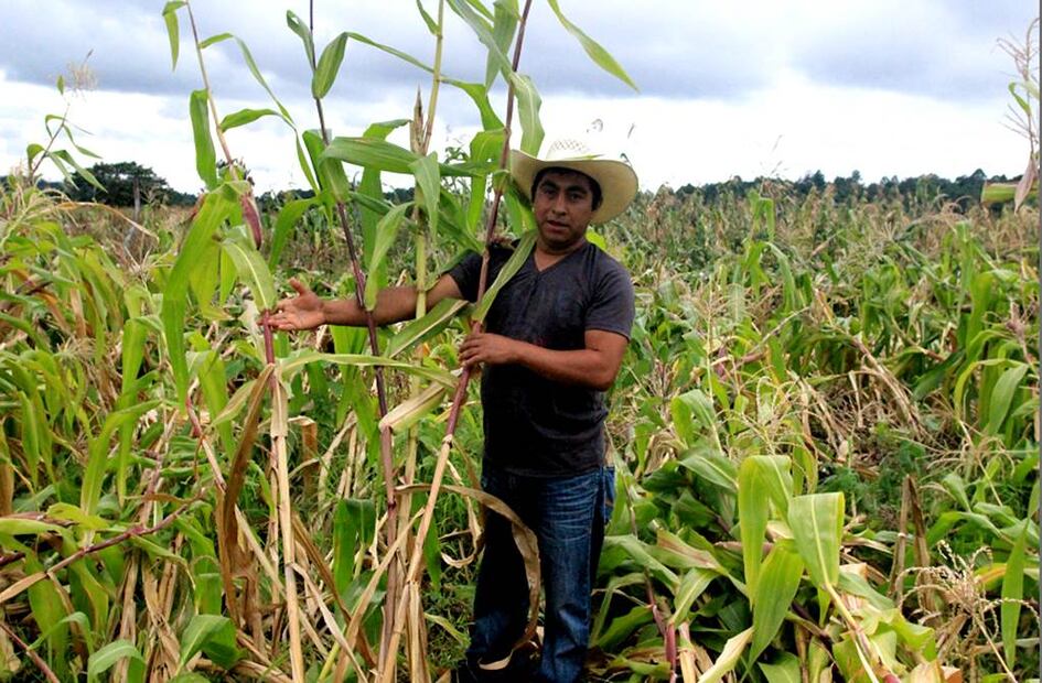 Buscan optimizar el recurso del agua para el campo sinaloense y, lo más importante, para el consumo humano. Foto: Archivo 
