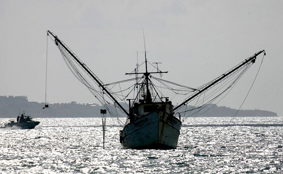 The lack of resources puts sea species in danger - Photo: File photo/EL UNIVERSAL