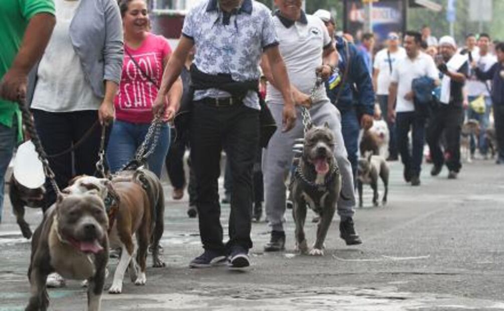 Hacen caminata con perros pitbull en la CDMX