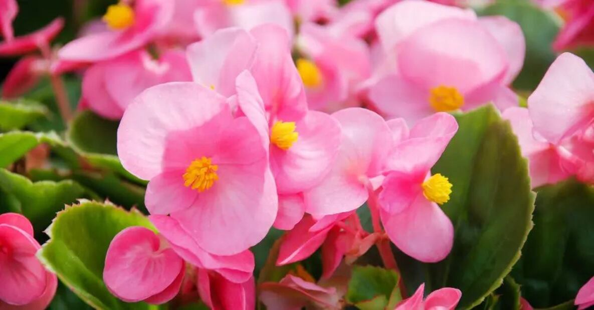Cuidar begonias requiere atención a detalles como la temperatura, humedad y tipo de sustrato. Fuente: Freepik.