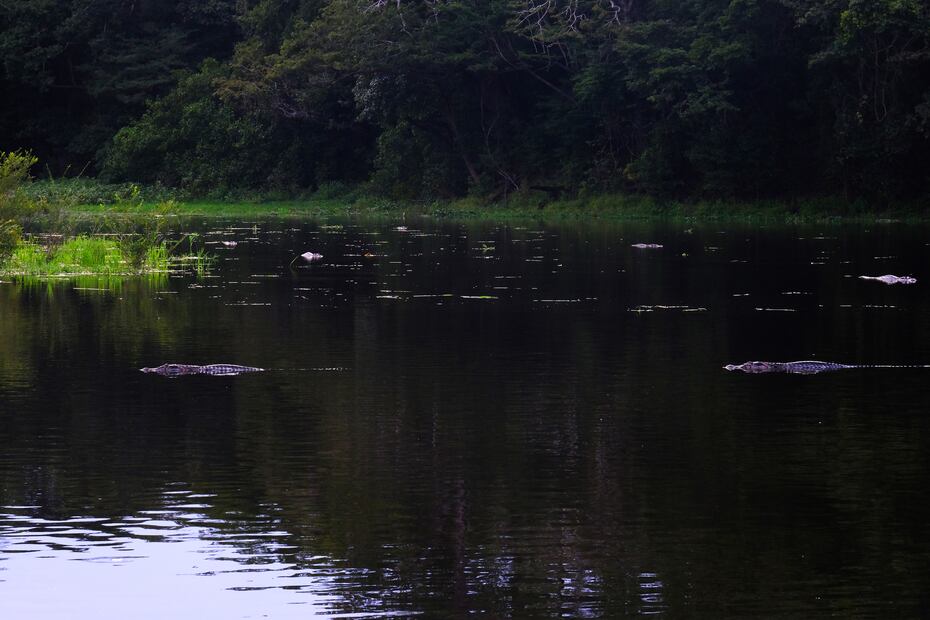 En medio del Amazonas pueden apreciarse caimanes y pirañas. (Foto: Emilio Lezama)
