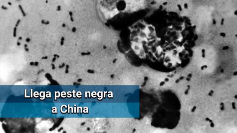 Región de China declara alerta preventiva por un caso de peste bubónica