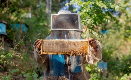 ​Obtiene empresa de miel certificado TIF que avala calidad para exportación