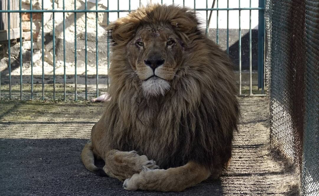 León Simba. Foto: AP