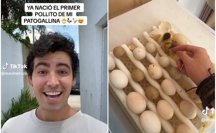 ¿Existe el patogallina? Influencer se viraliza en TikTok por presumir su descubrimiento 