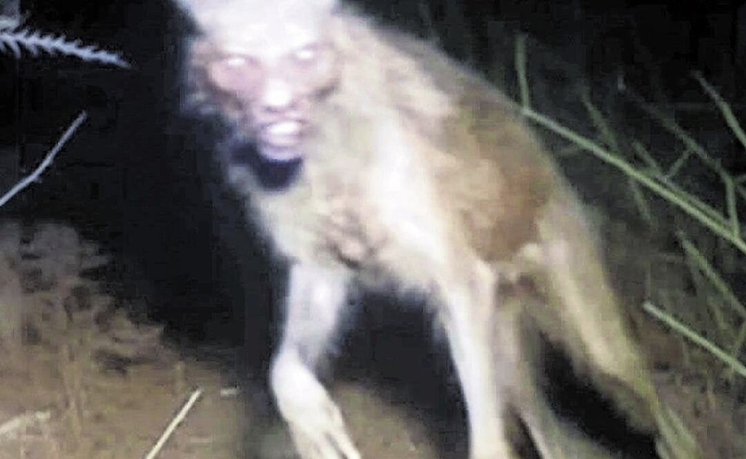 En redes sociales circuló el presunto avistamiento de un nahual en Oaxaca, a finales de 2023; tiempo después se desmintió la veracidad de esta imagen, pero el nivel de testimonios alrededor de estas criaturas va en aumento. "Nahualli" significa “secreto, misterioso, oculto”, según relató el francés Brasseur de Bourbourg; también se ligó a “brujo, mago, hombre hábil en ciencias y artes”, cuya máxima habilidad radica en “transformarse en la figura de su animal o demonio predilecto”. Foto: ESPECIAL.