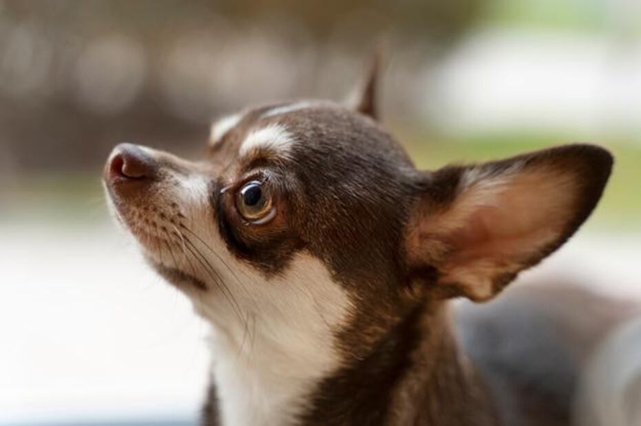 Aunque un perro puede morir por otitis si no se trata a tiempo, esto es poco común. Fuente: Freepik.