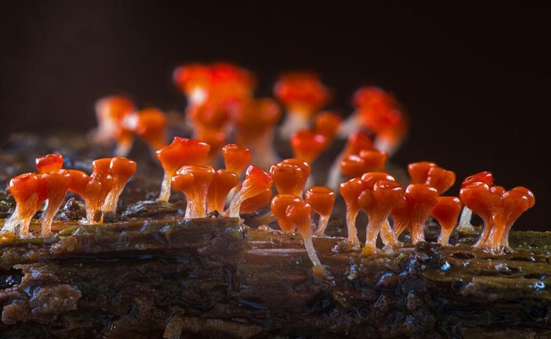 Foto: Ilustrativa. Pixabay