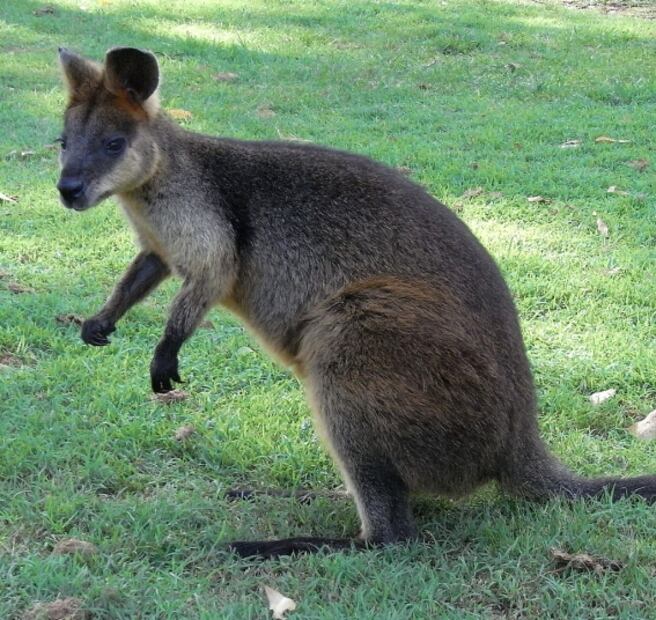 Especies poco conocidas que han sido afectadas por los incendios en Australia 