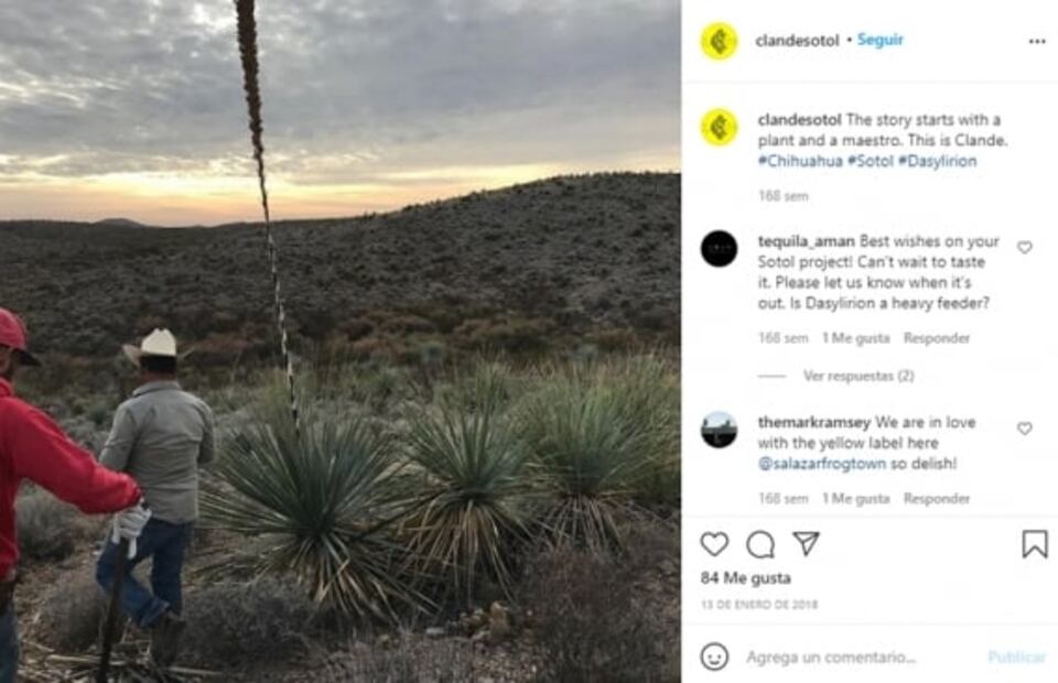 Cinco razones por las que el sotol podría ser el nuevo destilado de moda