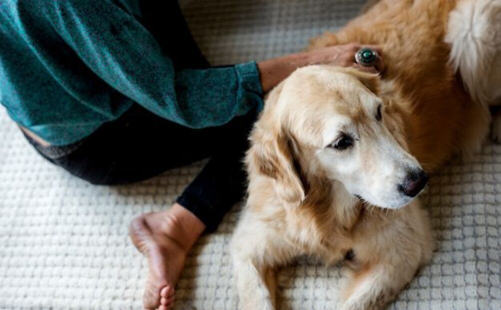 Conoce los desafíos de salud que enfrentan los perros a medida que envejecen. Fuente: Freepik.