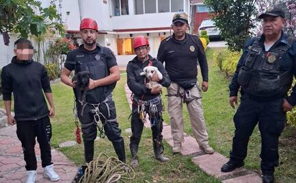 Brigada Animal rescata a dos cachorritos atrapados en una barranca de Álvaro Obregón; están bajo resguardo