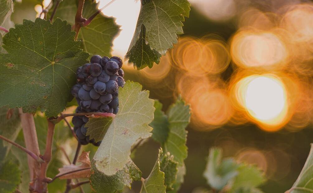 Denominación de Origen Protegía de Jumilla, España. Foto: Jumilla Wine