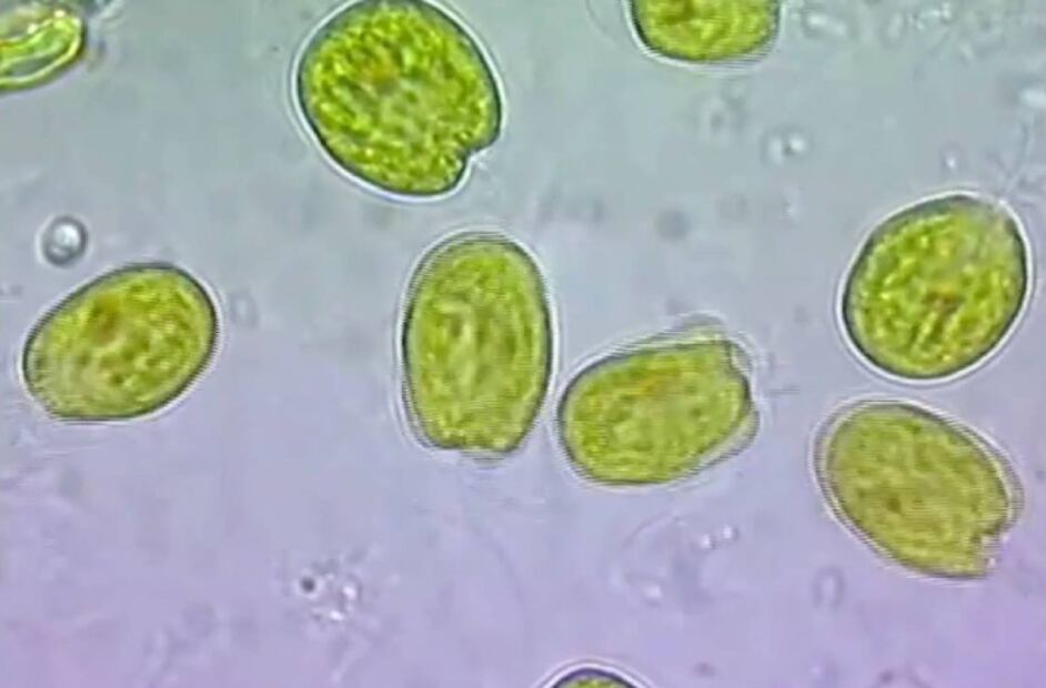 Microalga Tetraselmis. Fuente: Twitter @mispeces