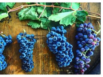 ¿Sabías que las uvas también se catan?