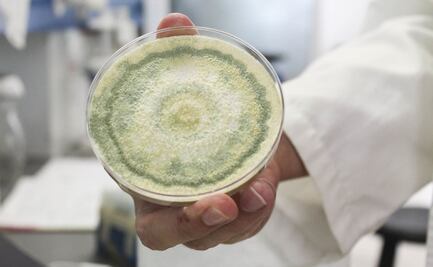 Enfermedades por hongos, amenaza en todo el mundo