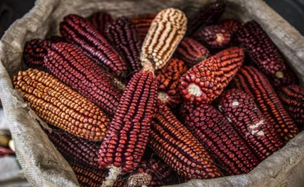Jóvenes emprendedores difunden el maíz criollo fuera de México