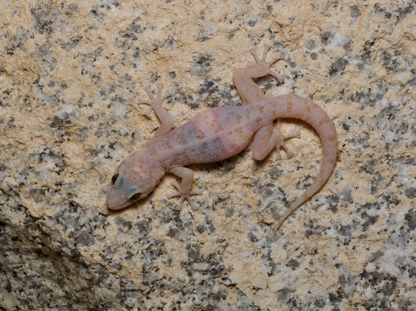 Salamanquesa peninsular. Foto: iNaturalist Mexico