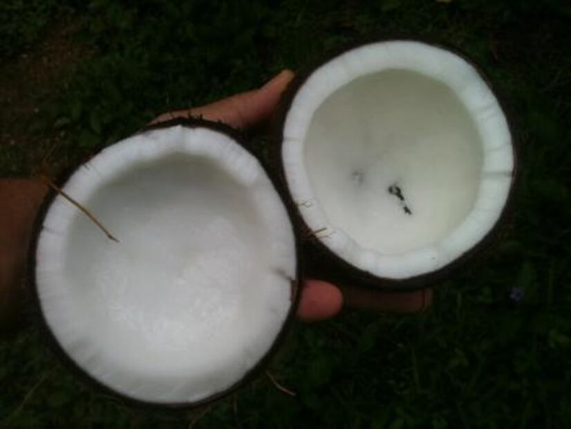 ¿Es realmente venenoso el aceite de coco? 