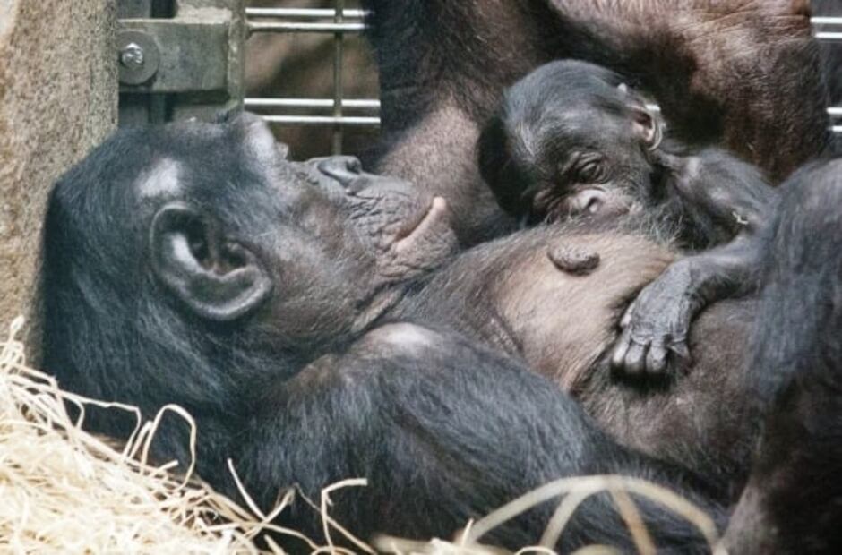 Estudio revela que los chimpancés también sufren trastornos mentales como ansiedad y depresión