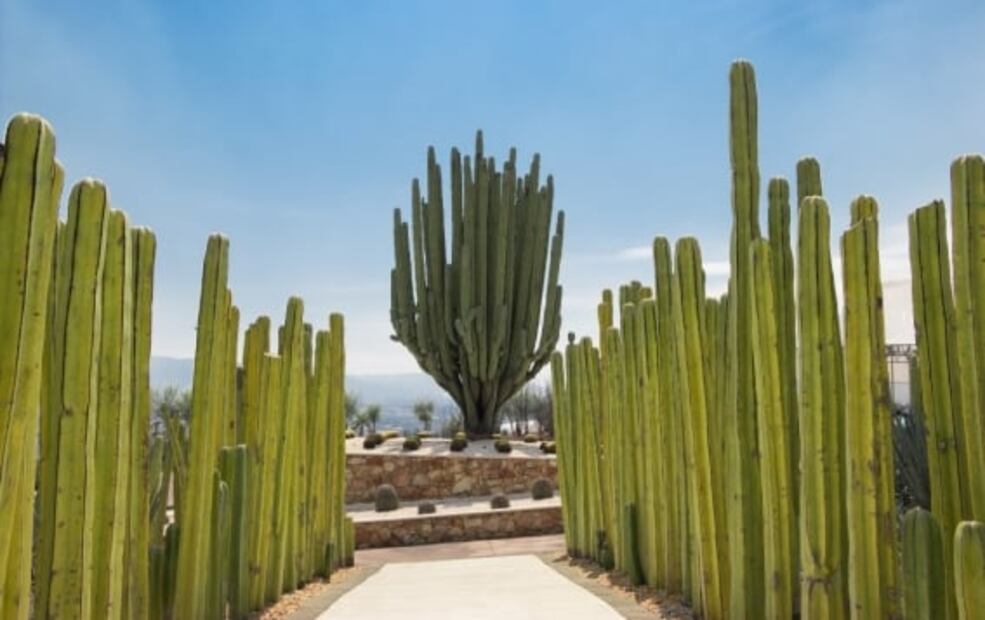 Jardines de México abre por tiempo limitado: 10 cosas qué hacer en tu visita