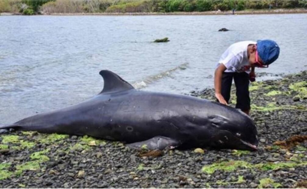 Manifestaciones en Mauricio tras desastre ecológico y muerte de 39 delfines