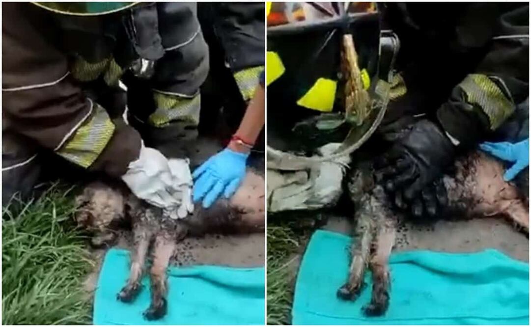 Usuarios de redes sociales aplaudieron la labor de los uniformados luego de combatir el incendio y rescatar al perrito. Foto: Tomada de video
