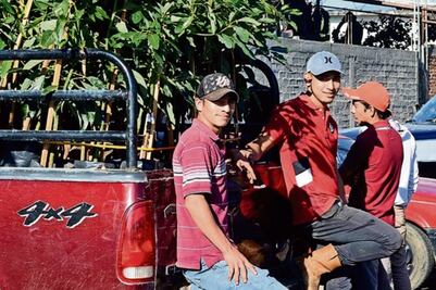 Llegan a acuerdo productores de aguacate 