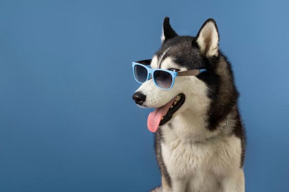 Entender el lenguaje corporal de tu perro es clave para saber si está feliz. Fuente: Freepik.