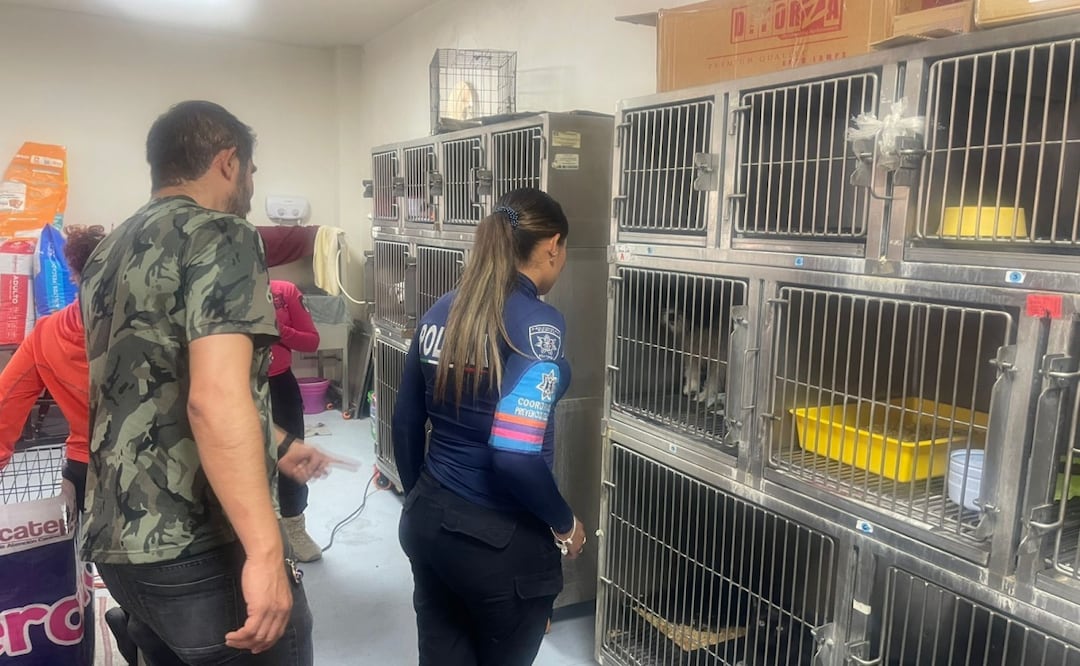 Gato golpeado en mercado de Ecatepec aparece con vida; autoridades lo resguardan y buscan al agresor. Foto: Especial