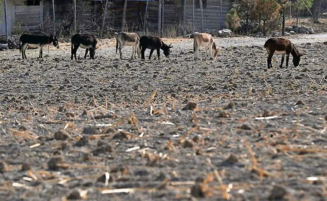 Un campo agrícola afectado por la sequía, en la sierra de Chihuahua en 2024. Foto: EFE