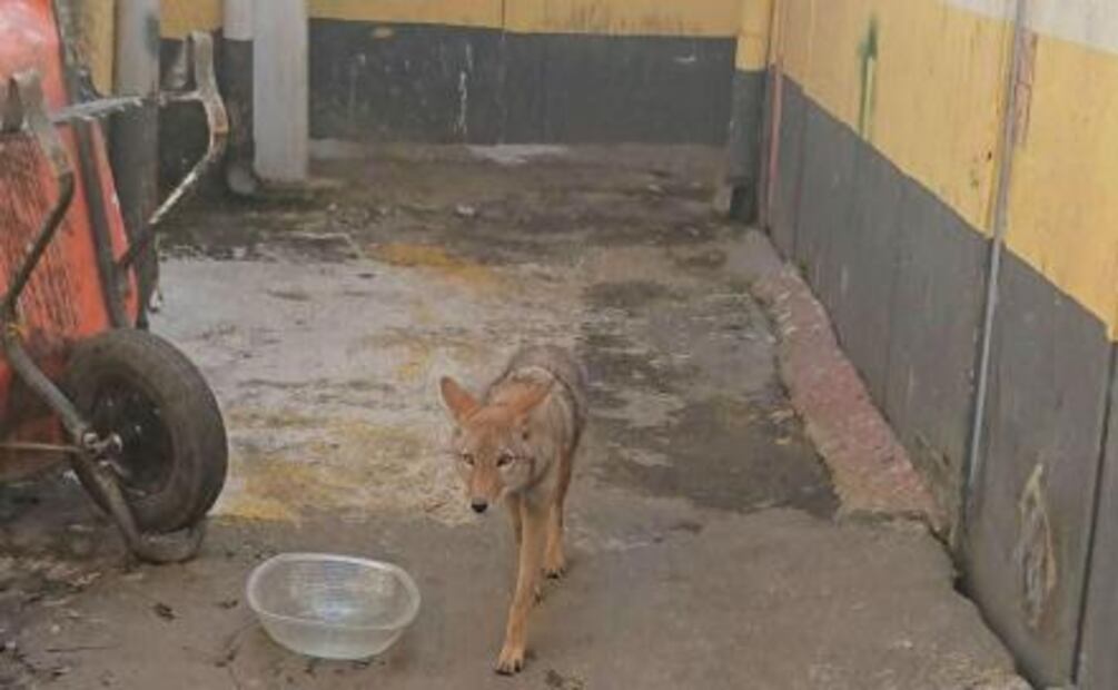 Coyote agresivo merodeaba en la alcaldía de Iztapalapa