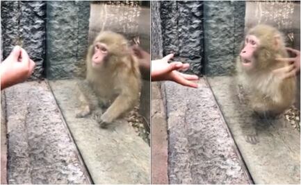 ¡Abracadabra! Sorprenden a mono con truco de magia en el Zoológico de Chapultepec