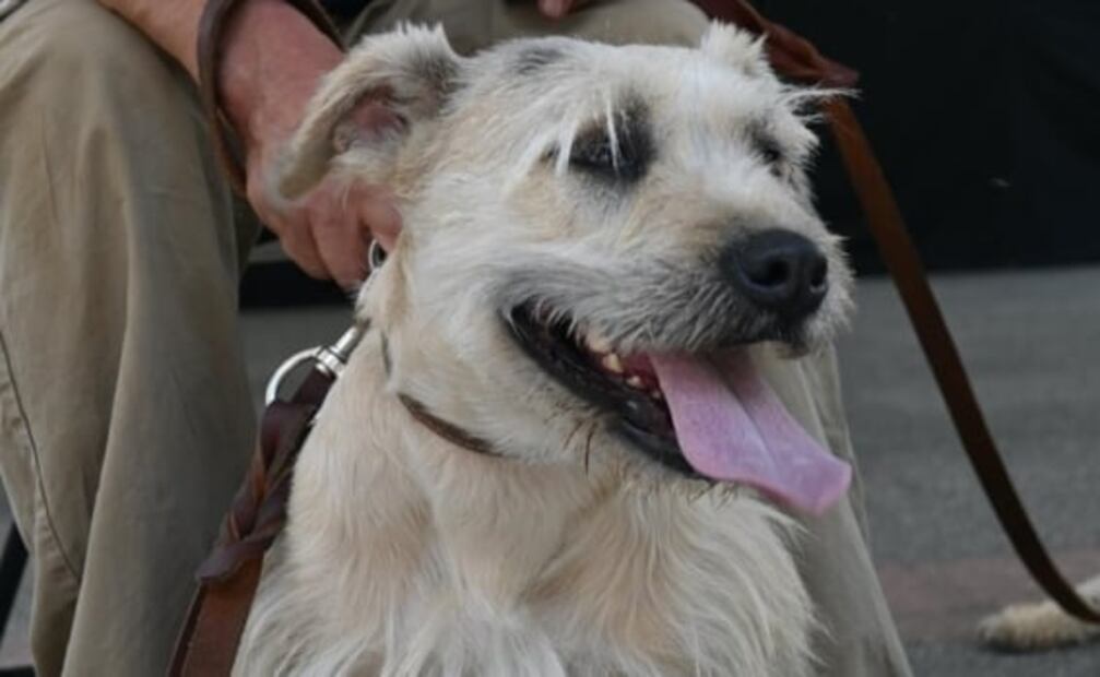 ¡Qué ternura! Estos perritos buscan un hogar y así los puedes adoptar en la Pasarela A-Dog-ción
