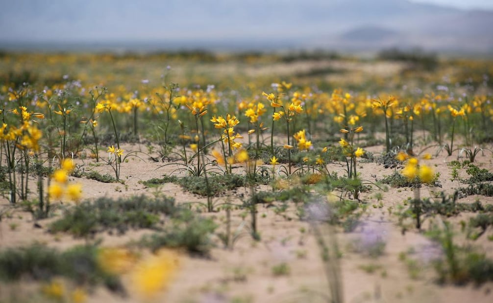 Fotografía del 28 de septiembre de 2025 que muestra flores en el desierto de Atacama, en Copiapó (Chile). Como todas las primaveras australes, el desierto de Atacama, uno de los más áridos del mundo, destapó su mágica y única floración, que inundó las desoladas planicies de vivos colores. Foto: EFE
