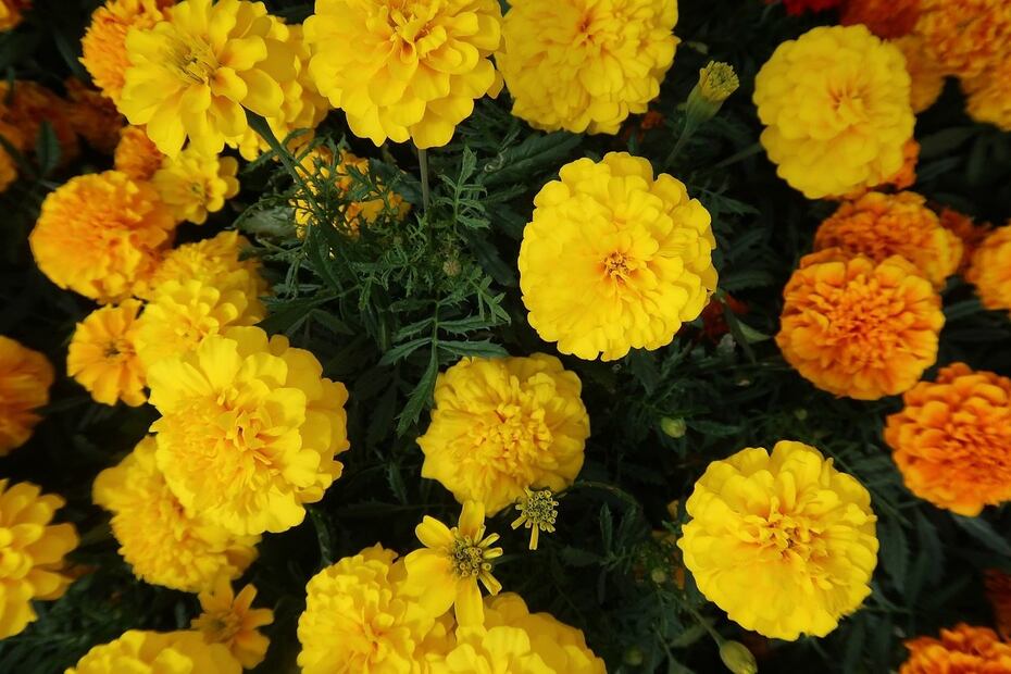 La flor de cempasúchil se encuentra en productos orgánicos para el cuidado de la piel. Foto: Pixabay