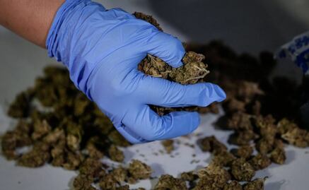 Aseguran 500 kilos de marihuana escondida en cantera en Veracruz; cargamento iba a República Dominicana