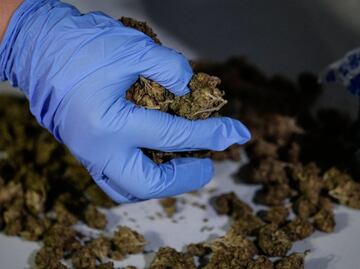 Aseguran 500 kilos de marihuana escondida en cantera en Veracruz; cargamento iba a República Dominicana