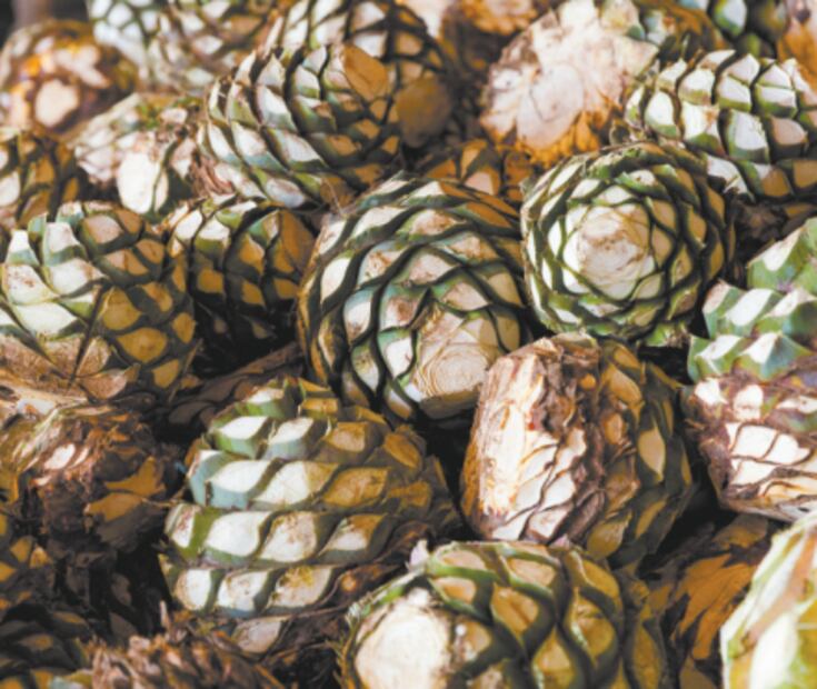 Conoce las diferencias entre el tequila y el mezcal 