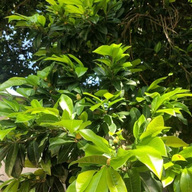 Descubre las propiedades de la infusión de hoja de ramón