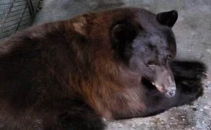 Regresa a su hábitat osa rescatada que estuvo atrapada más de 36 horas en un pino de Agua Prieta, Sonora