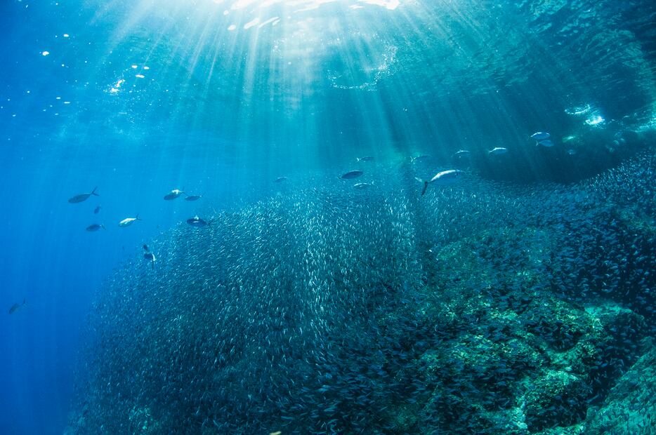 Saqueo de las sardinas. Foto: de Octavio Aburto