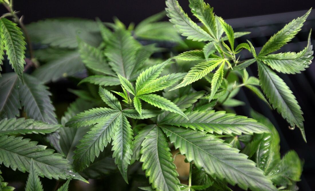 Marijuana plants for sale are displayed at a medical marijuana farmers market – Photo: David McNew/REUTERS