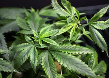 Mexico’s Senate approves marijuana regulation