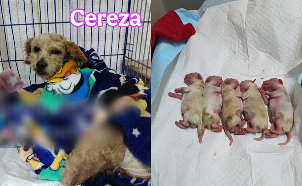 Cereza dio a luz a 5 cachorros, de los cuales únicamente sobrevivió Cerecito. Foto: Facebook "Huellitas, amor sin fronteras"